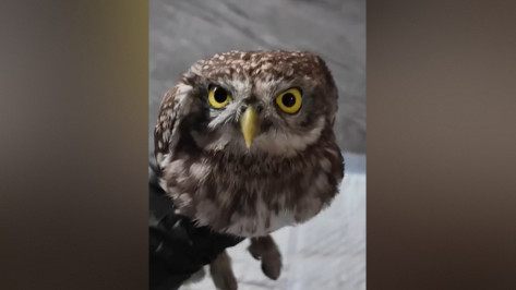 Воронежские волонтеры помогли сычу, спасенному из клеевой ловушки