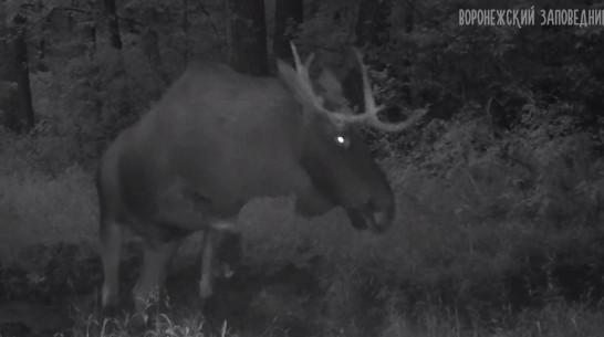 Борьба лося с фотоловушкой попала на видео в Воронежском заповеднике