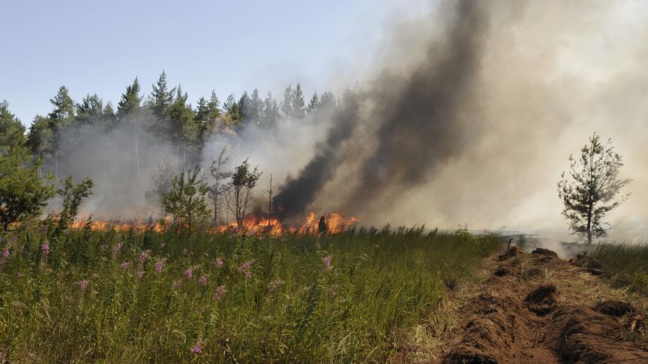 Чрезвычайную пожароопасность объявили в 11 районах Воронежской области