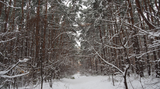 Стало известно, может ли Северный лес в Воронеже лишиться статуса особо охраняемой территории