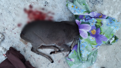 Собаки начали массово убивать косуль под Воронежем