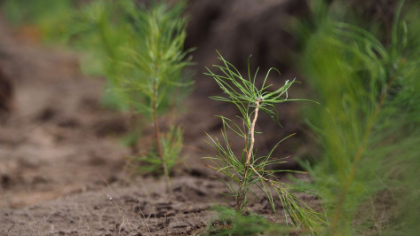 В Воронежской области в 2024 году планируют высадить более 8 млн деревьев