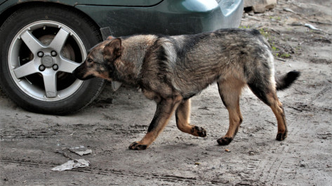 СК изучит информацию о нападении бродячих собак на студента в Воронеже