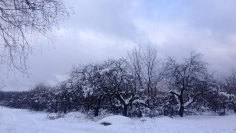 В Воронеже компания «Выбор» вдвое увеличит площадь застройки яблоневого сада