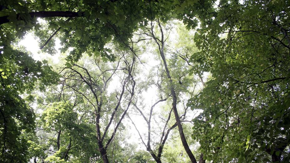 Воронежцы сами выберут аварийные деревья под вырубку в лесопарке Оптимистов
