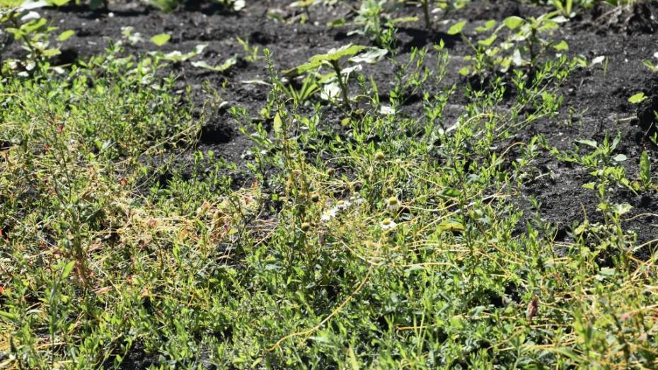 В Воронежской области с начала 2025 года установили 123 карантинные фитосанитарные зоны