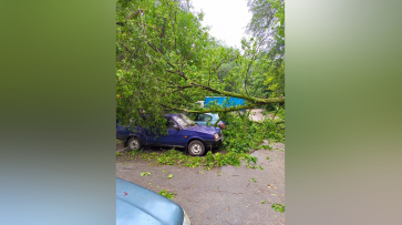 Дерево рухнуло на припаркованные автомобили на улице 9 Января в Воронеже