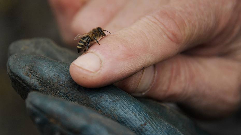 Воронежских пчеловодов предупредили о «насекомых-нелегалах» из Казахстана