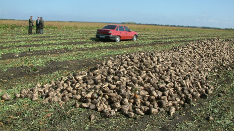 Воронежские агрогенетики смогут на треть закрыть потребность РФ в семенах сахарной свеклы