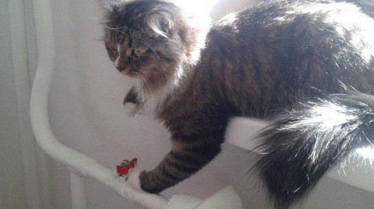 Рост тарифов на тепло и свет в 2016 году решили урезать до минимума