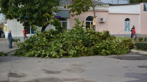 В Острогожском районе ураган повалил 14 деревьев и оборвал электролинии