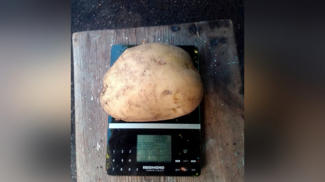 У жительницы Таловой вырос небывалый урожай картофеля
