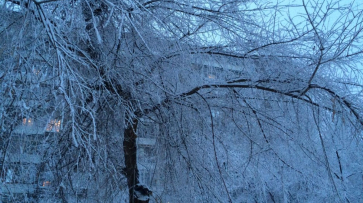 Налипший снег повалил в Воронеже сотни деревьев