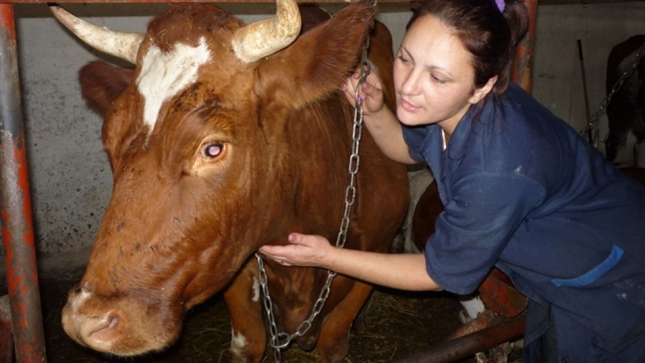 В Лискинском районе построят два молочных комплекса на 4400 коров 