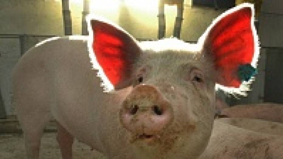 Из США в Воронежскую область привезли свиней для разведения 