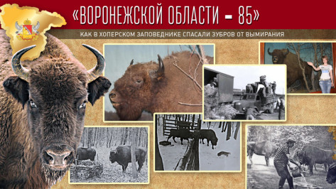 Проект «Воронежской области – 85». Как в Хоперском заповеднике спасали зубров от вымирания