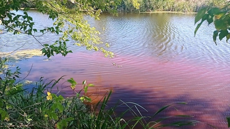 Вода в искусственном водоеме в воронежском селе Терновка окрасилась в розовый цвет