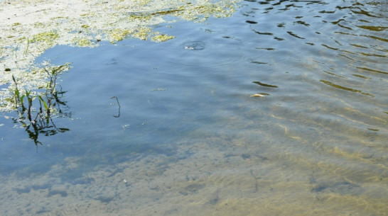 Найденный в пруду под Воронежем мальчик захлебнулся водой