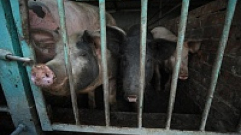 Белоруссия запретила ввоз в страну свинины из Воронежской области