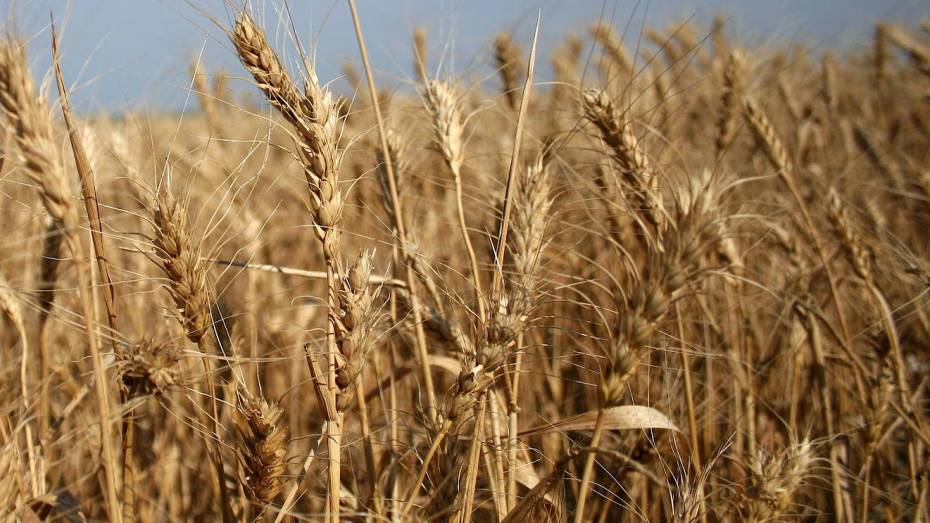 Засуха за рубежом подстегнула ажиотажный спрос на воронежскую пшеницу