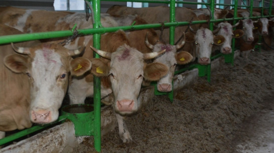 Молочную ферму на 2,2 тыс голов в Воронежской области построят к началу 2018 года