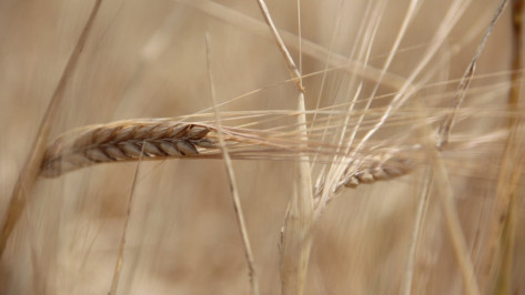 Воронежские аграрии в 2015 году соберут более 4 млн тонн зерна