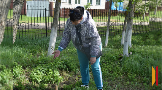 Активисты воронежского ТОСа «Карачанка» высадили саженцы дубов в честь 80-летия Победы