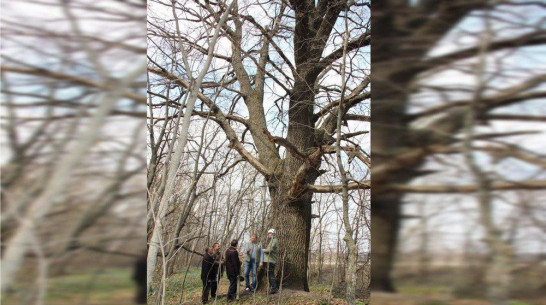 Новохоперский старый дуб включили в программу «Деревья – памятники живой природы»