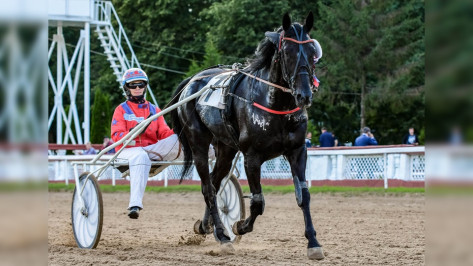 Жеребец из Воронежской области установил новый всероссийский рекорд резвости