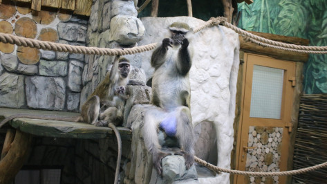 В Воронежском зоопарке открылась новая экспозиция для мартышек и сурикатов