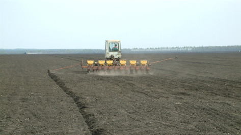 Воронежские аграрии засеяли треть от запланированных сельхозплощадей
