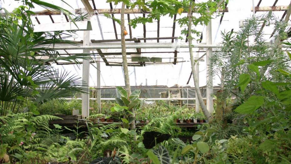 Воронежский госуниверситет реконструирует Ботанический сад