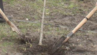 В хохольском селе Ивановка активисты посадили 74 березы у братской могилы