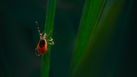 За 2 дня клещи покусали 23 воронежца