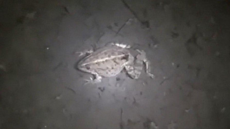 В Воронежской области из-за аномально теплой зимы проснулись лягушки