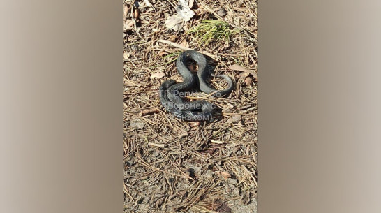 В Воронежской области начали просыпаться змеи