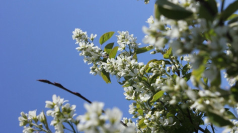 Выходные в Воронеже будут теплыми