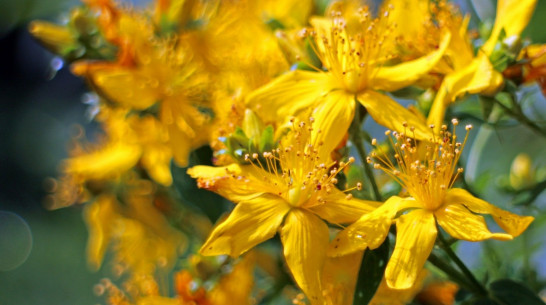 Воронежские ученые изобрели аппарат для извлечения экстракта зверобоя