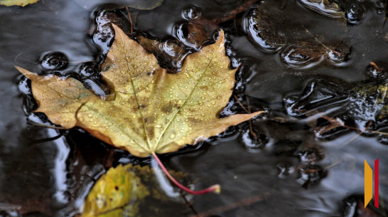 Воронежцев ждет дождливая и холодная рабочая неделя