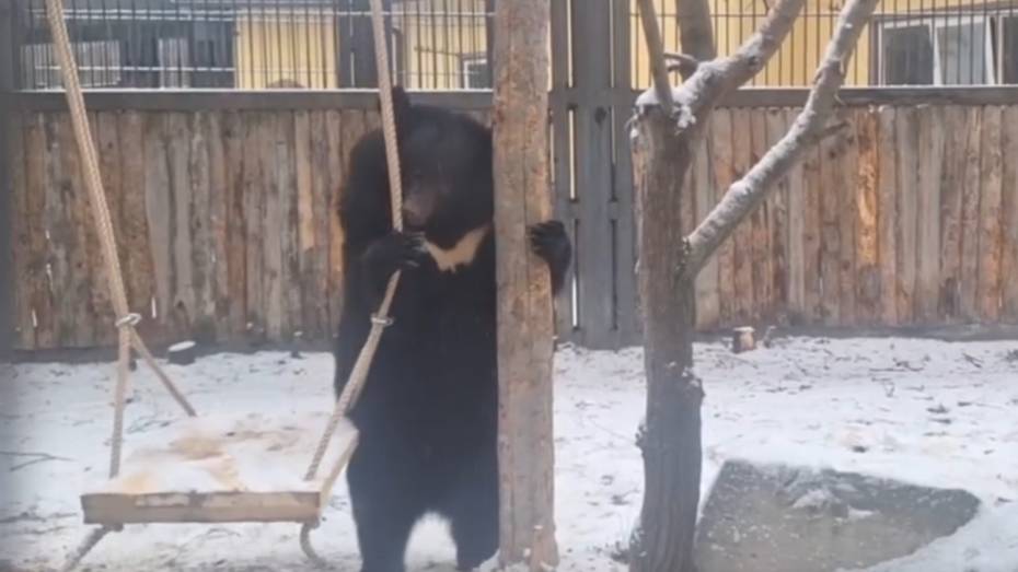 В Воронежском зоопарке впервые вышла на прогулку гималайская медведица Пуша: видео