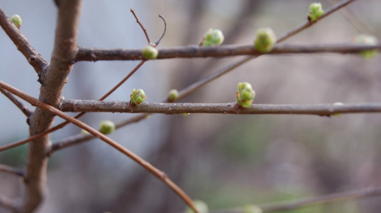 Воронежская весна набрала обороты