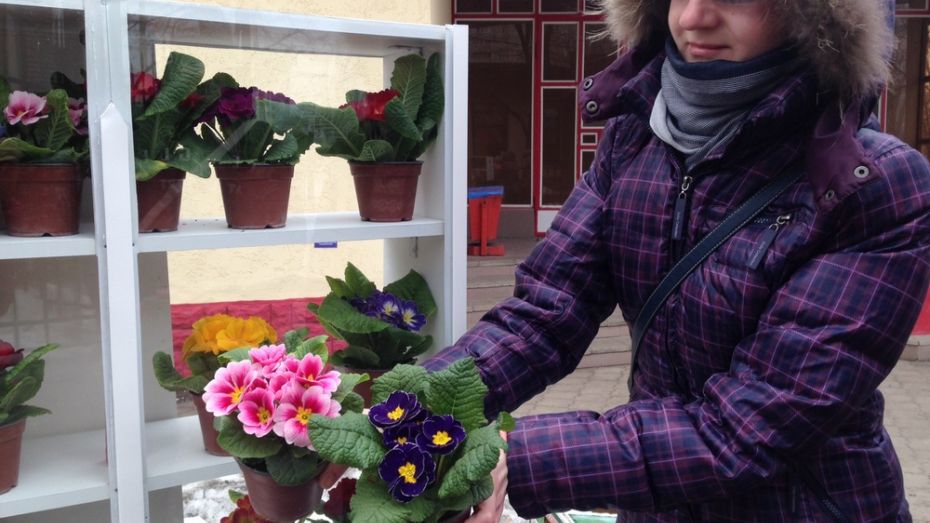 Воронежские цветочники предложили заменить букеты роз на 8 марта цветами в горшках 