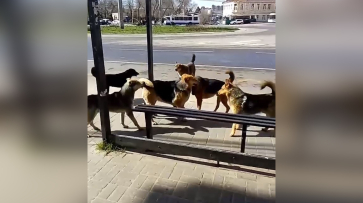 Свора бездомных собак захватила остановку у Воронежского госуниверситета