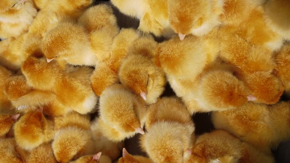 Жители Воронежской области попытались унести с птицефермы 650 цыплят