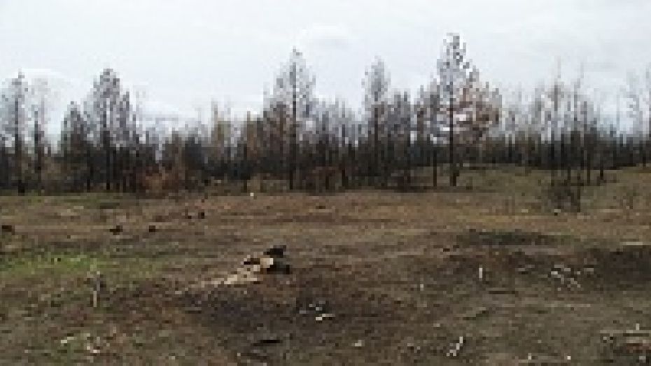 За год в Воронежской области расчищено горельников на треть больше запланированного
