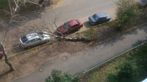 В Воронеже дерево раздавило автомобиль «Лада»