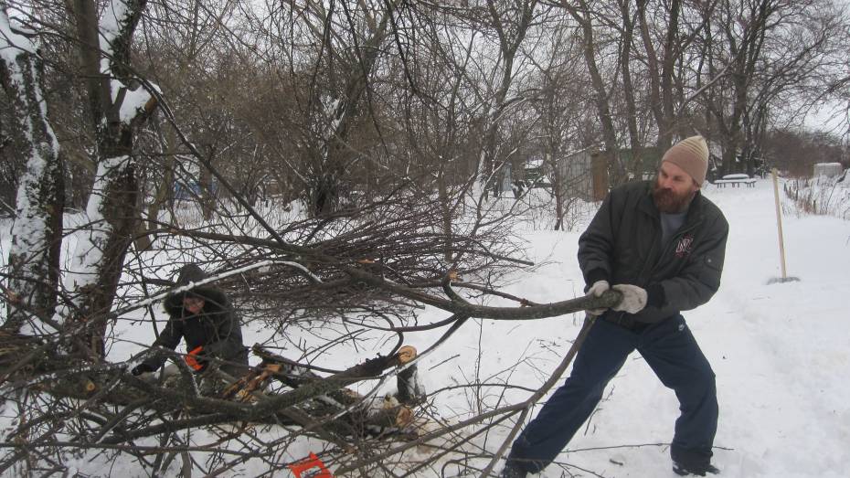 Воронежцы будут рубить деревья в усадьбе в Семилукском райне