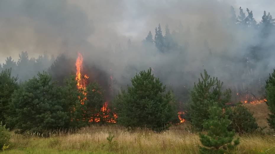 В Борисоглебском округе выгорело 8 га леса