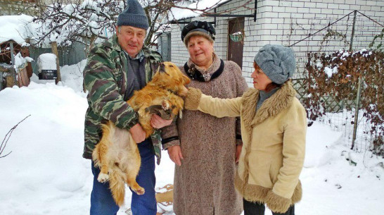 Жительница Павловска помогла найти хозяев потерявшейся собаки