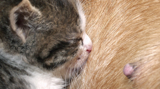 Воронежский фонд помощи животным лишают помещения